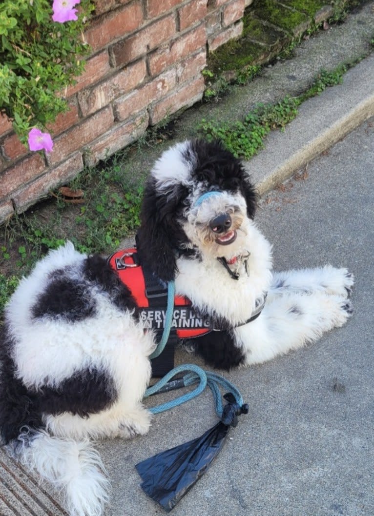 Murphy, a Poodle (Standard) tested with EmbarkVet.com