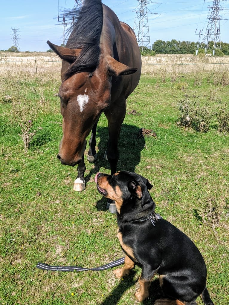 Regan, a Rottweiler and Bullmastiff mix tested with EmbarkVet.com