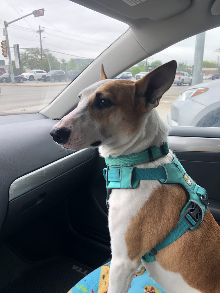 Coco, a Bull Terrier and American Pit Bull Terrier mix tested with EmbarkVet.com