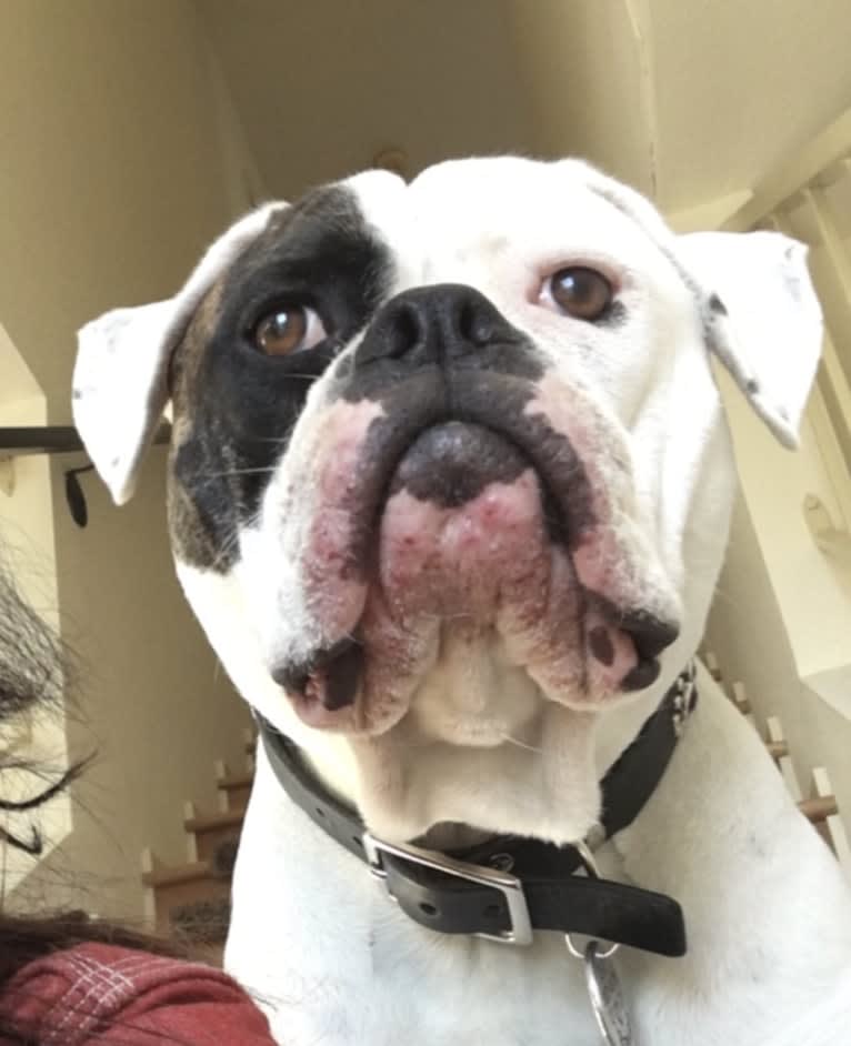 Gracie, an American Bulldog tested with EmbarkVet.com