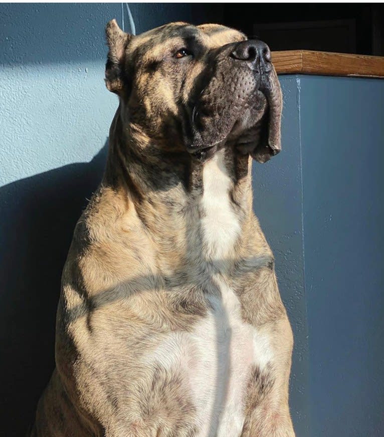 Koa, a Perro de Presa Canario tested with EmbarkVet.com