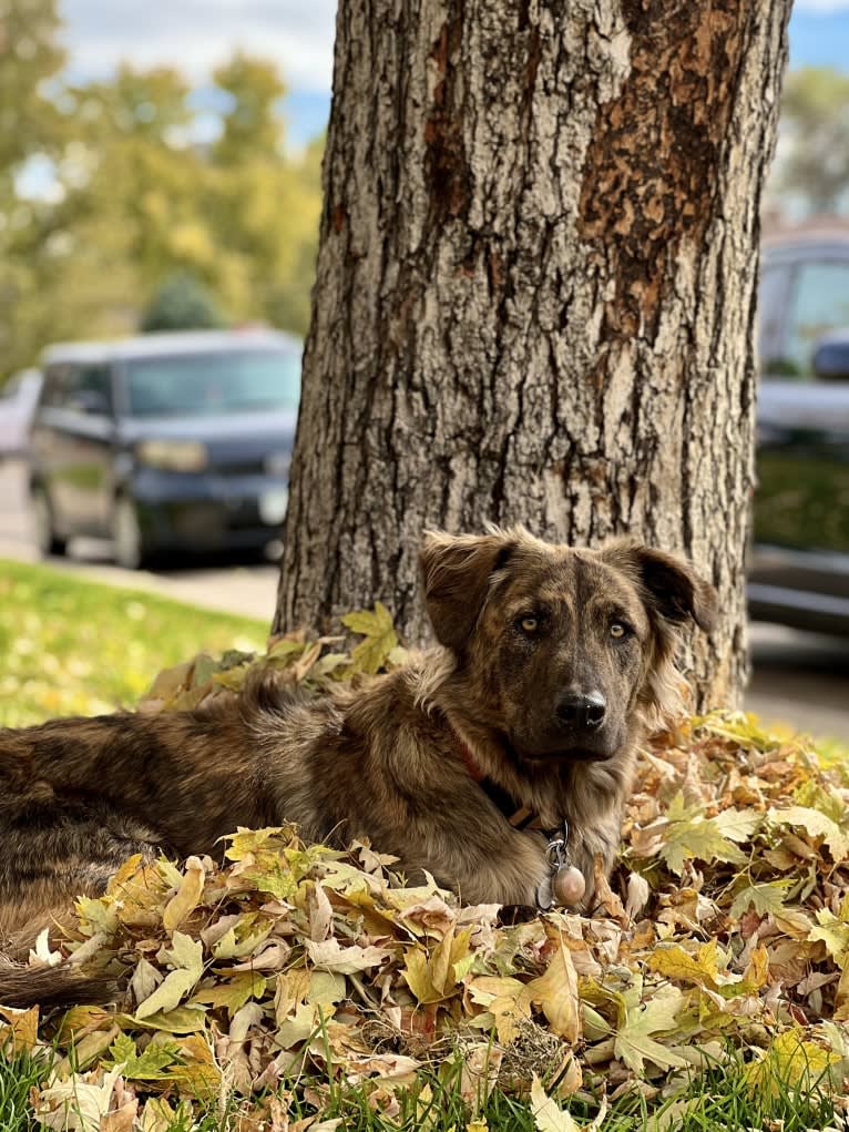 Theo, an Australian Cattle Dog and American Pit Bull Terrier mix tested with EmbarkVet.com