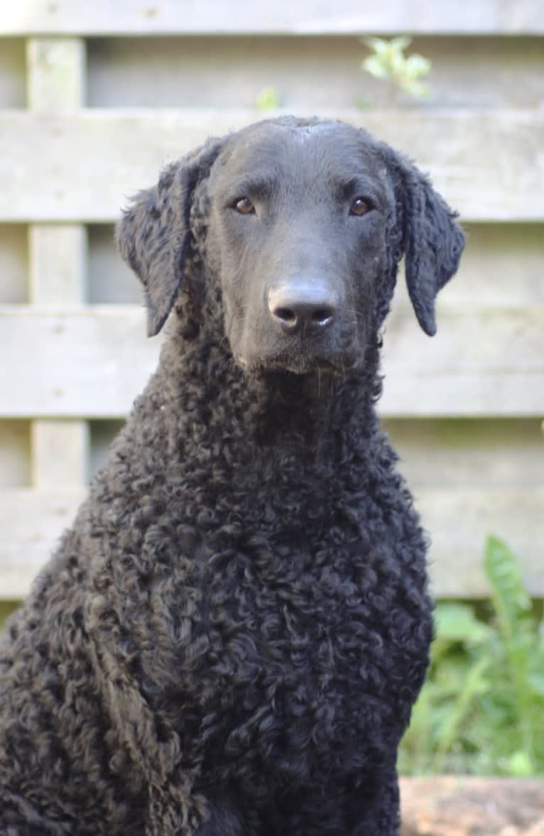 MULOC, a Curly-Coated Retriever tested with EmbarkVet.com