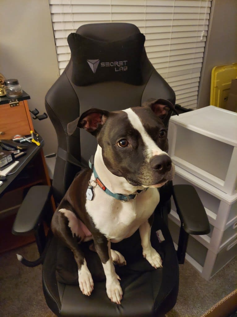 Dany, an American Pit Bull Terrier tested with EmbarkVet.com