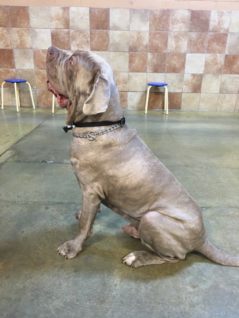 Apollo, a Neapolitan Mastiff tested with EmbarkVet.com