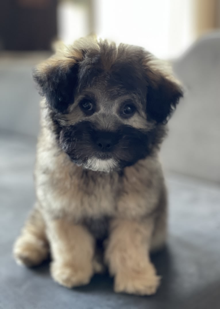 Hunter, a Poodle (Small) and Bichon Frise mix tested with EmbarkVet.com
