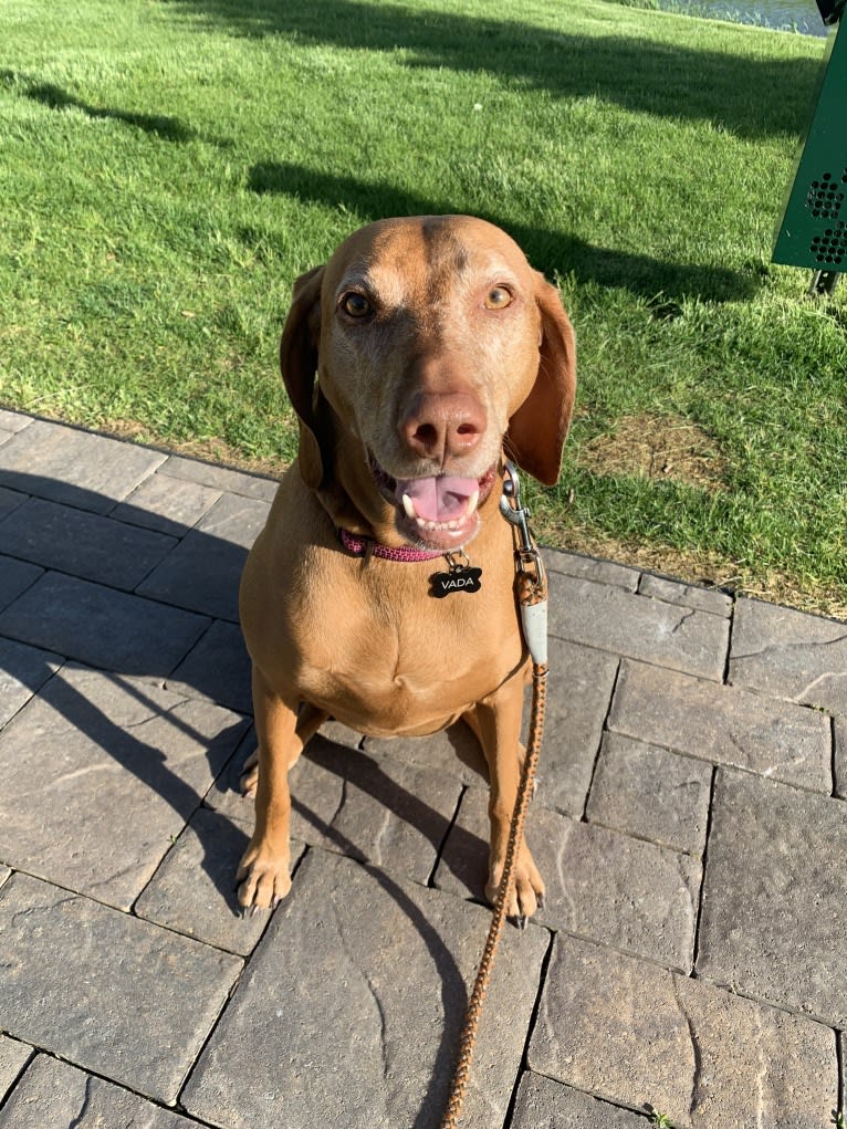 Vada, a Vizsla tested with EmbarkVet.com