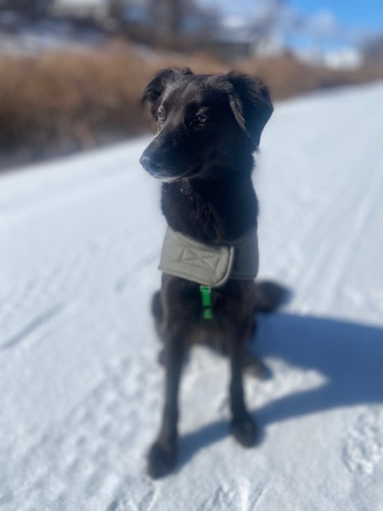 Frida, a Central Asian Village Dog tested with EmbarkVet.com