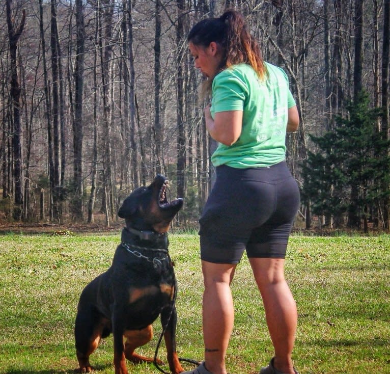 Sirius, a Rottweiler tested with EmbarkVet.com