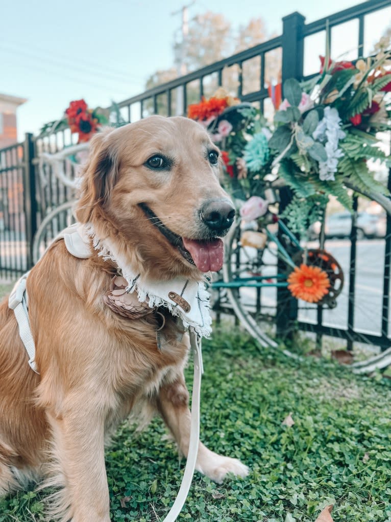 Marley, a Golden Retriever tested with EmbarkVet.com