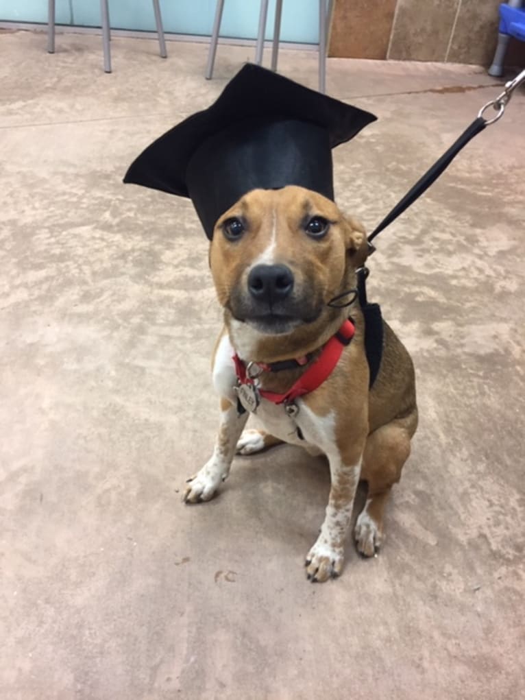 Finley, an Australian Cattle Dog and American Pit Bull Terrier mix tested with EmbarkVet.com