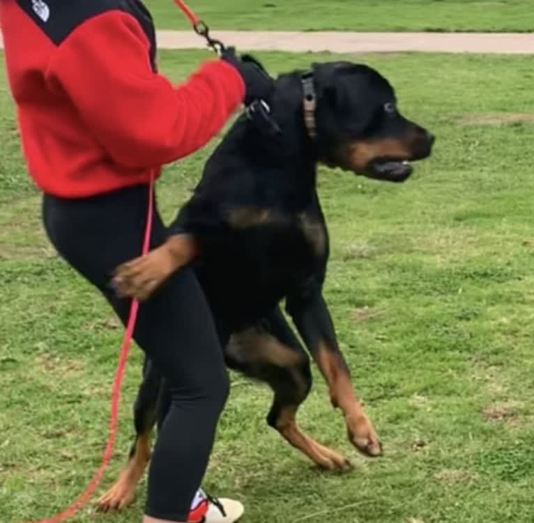 Wüstenhaus Samson, a Rottweiler tested with EmbarkVet.com