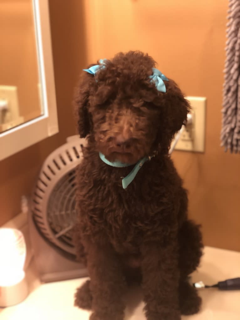 Lexy, a Poodle (Standard) tested with EmbarkVet.com
