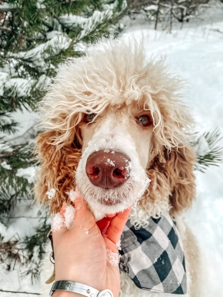 Togan, a Poodle (Standard) tested with EmbarkVet.com