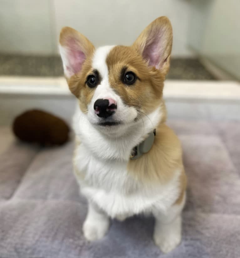 Legend, a Pembroke Welsh Corgi tested with EmbarkVet.com
