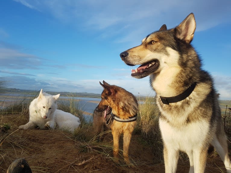 Kalen, a German Shepherd Dog and Siberian Husky mix tested with EmbarkVet.com