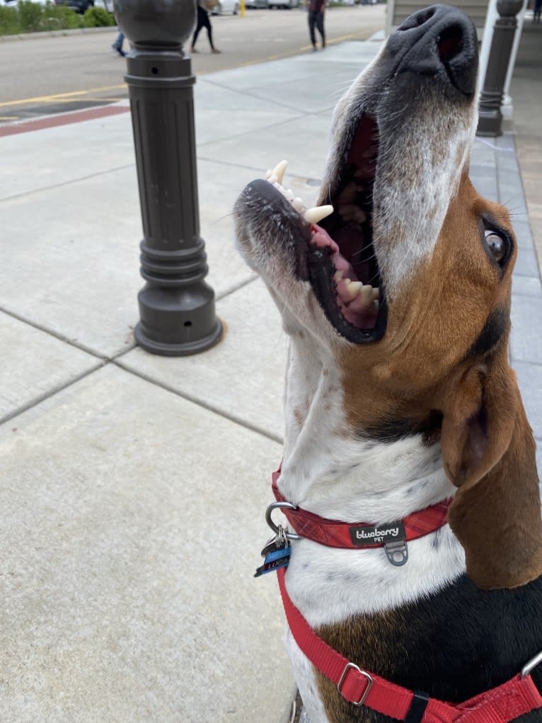 Luca, a Treeing Walker Coonhound tested with EmbarkVet.com