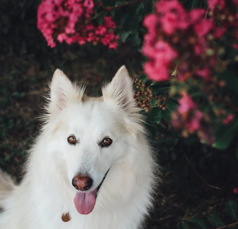 Athena, a German Shepherd Dog and Siberian Husky mix tested with EmbarkVet.com