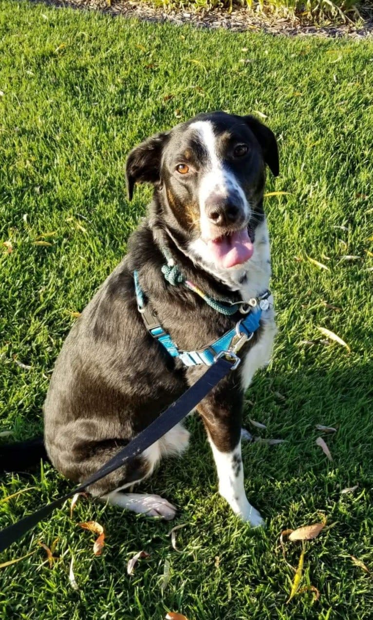 Boomer, an Australian Cattle Dog and Poodle (Standard) mix tested with EmbarkVet.com