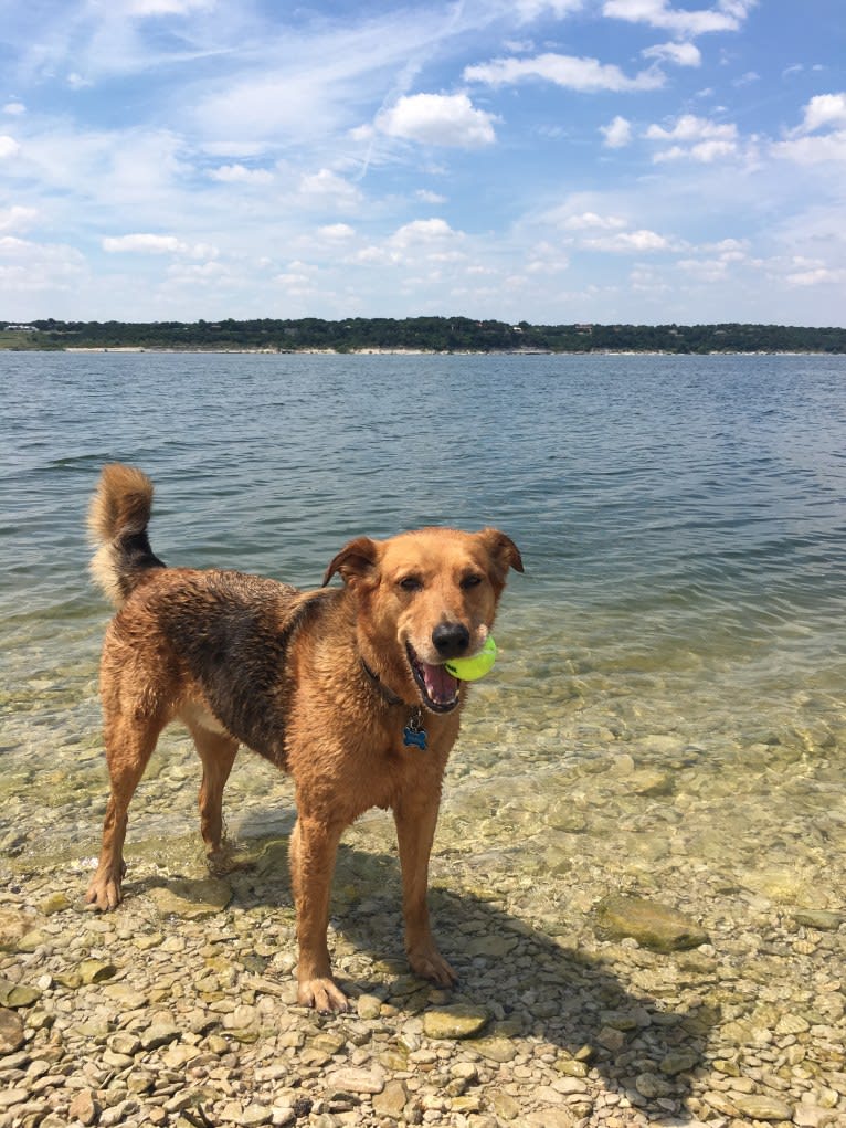 Rambo, a Labrador Retriever and Golden Retriever mix tested with EmbarkVet.com