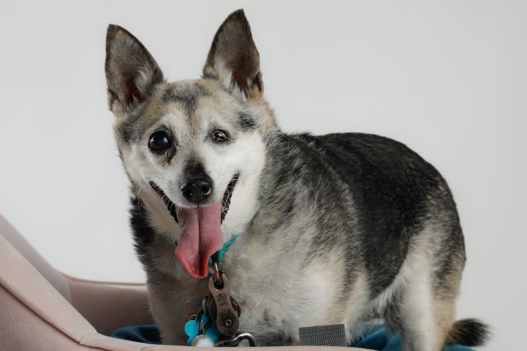 Midge, a Chihuahua and Australian Shepherd mix tested with EmbarkVet.com