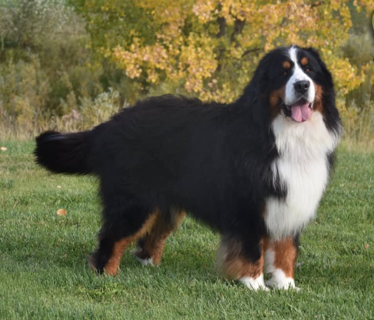 Wally, a Bernese Mountain Dog tested with EmbarkVet.com
