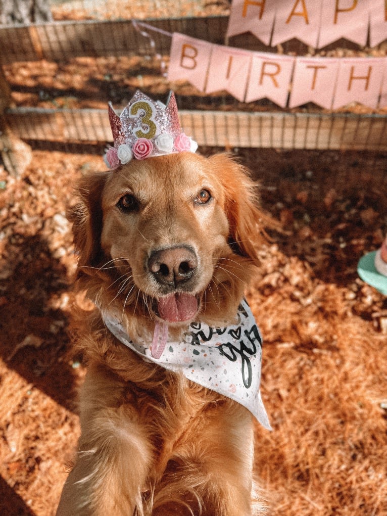 Marley, a Golden Retriever tested with EmbarkVet.com