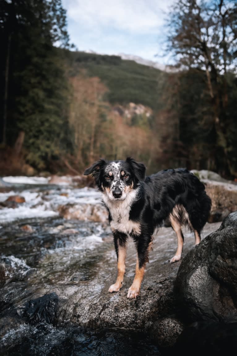 Marin, a Border Collie and Australian Cattle Dog mix tested with EmbarkVet.com