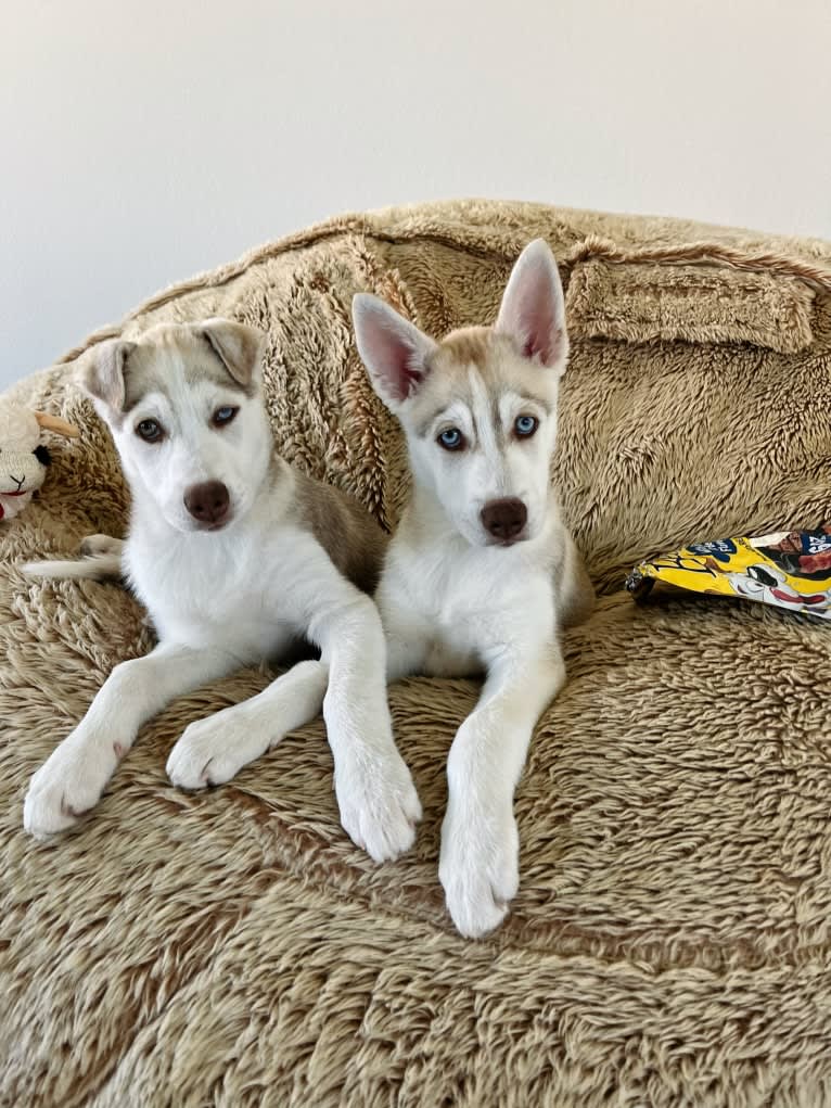 Azul, a Siberian Husky and Alaskan Malamute mix tested with EmbarkVet.com