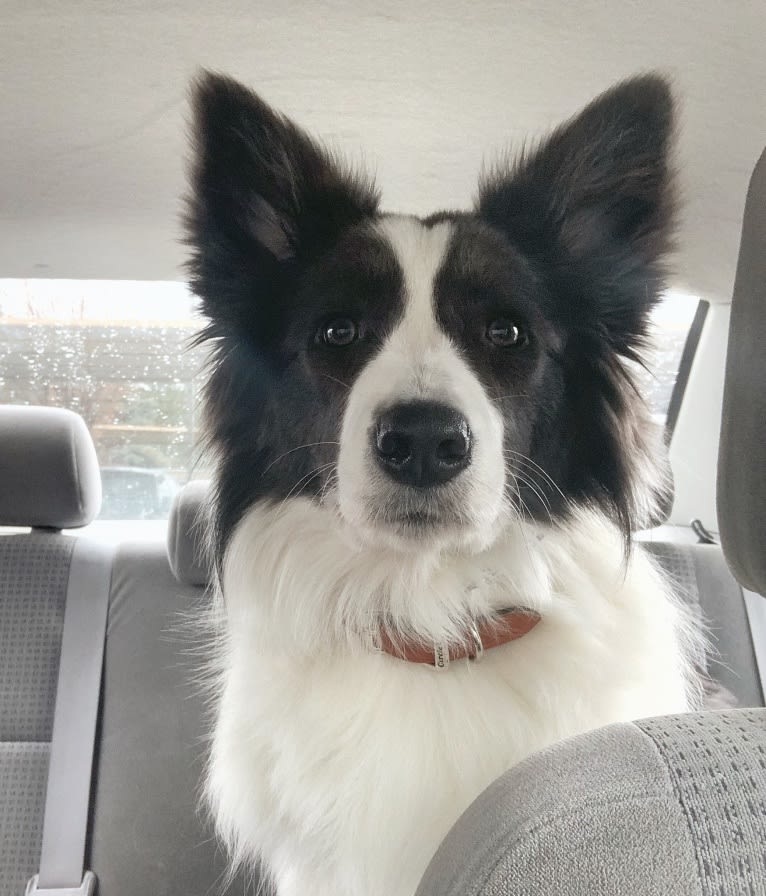 Tiffany, a Border Collie tested with EmbarkVet.com