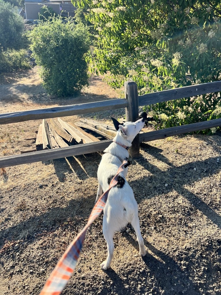 Luke Skywalker, an Australian Cattle Dog and Rat Terrier mix tested with EmbarkVet.com