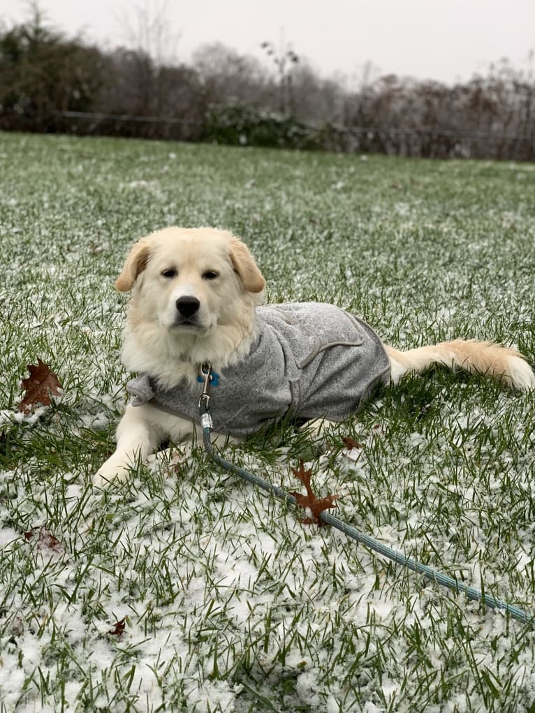 Lola, a Great Pyrenees and Rottweiler mix tested with EmbarkVet.com