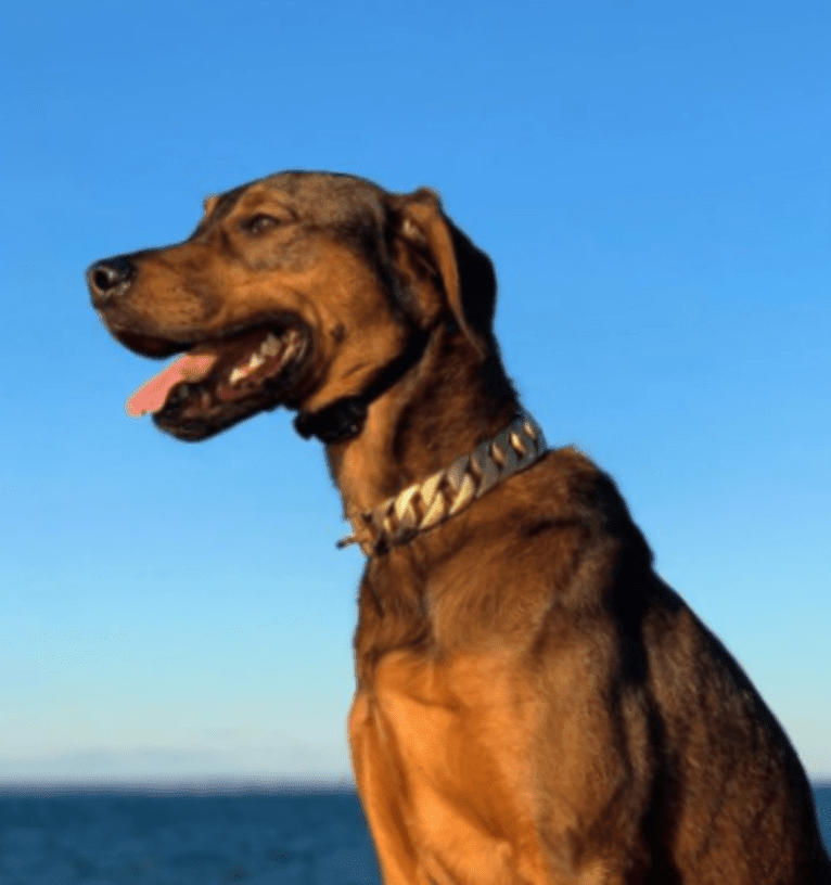 Milo, a Rottweiler and Golden Retriever mix tested with EmbarkVet.com