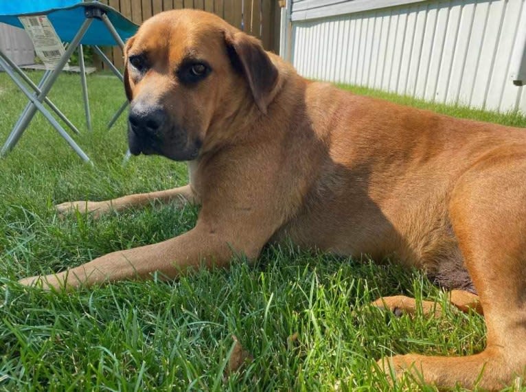 Her name is Sage, an American Bulldog and Labrador Retriever mix tested with EmbarkVet.com