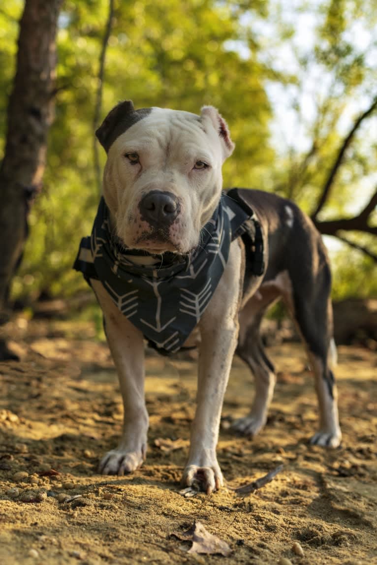 Swizzy, an American Staffordshire Terrier tested with EmbarkVet.com