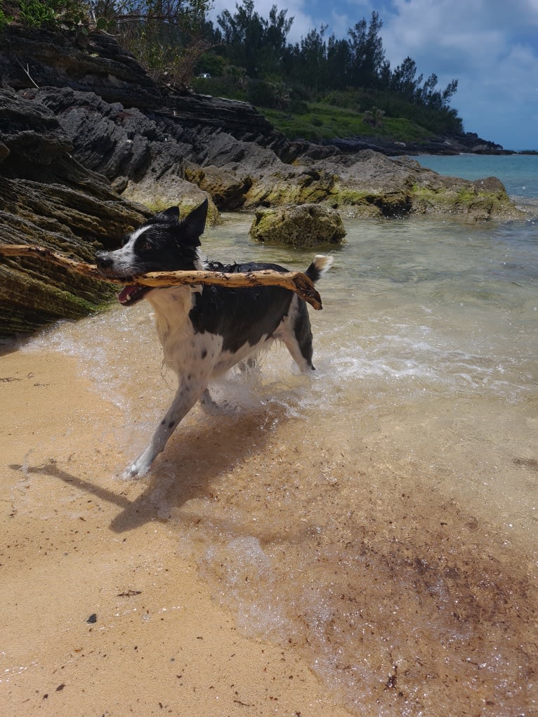 Gypsy, a Border Collie tested with EmbarkVet.com