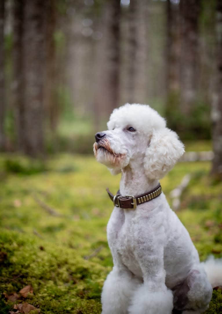 Angus, a Poodle tested with EmbarkVet.com