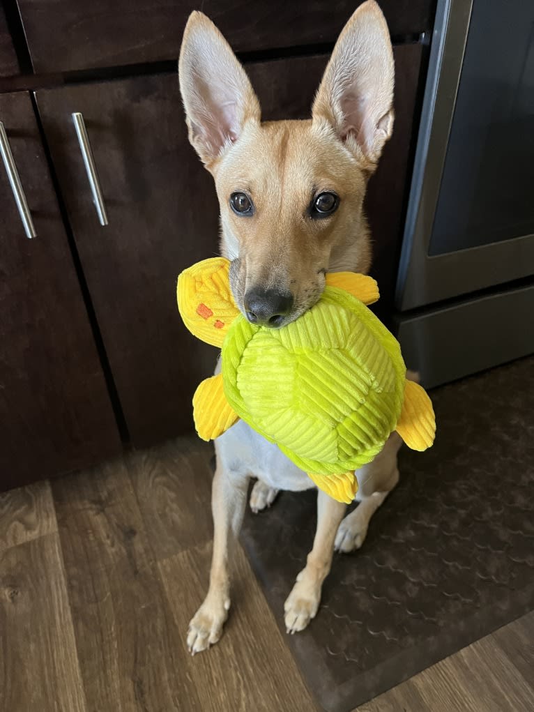 Lady Nala Bear BCF, a Carolina Dog tested with EmbarkVet.com