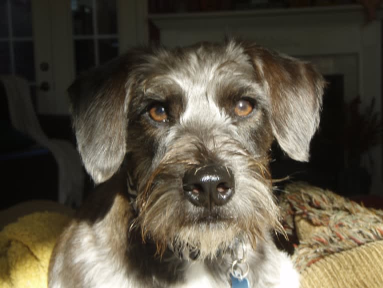 Butler, a Miniature Schnauzer and Rat Terrier mix tested with EmbarkVet.com