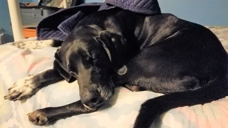 Happy, a Labrador Retriever and Bluetick Coonhound mix tested with EmbarkVet.com