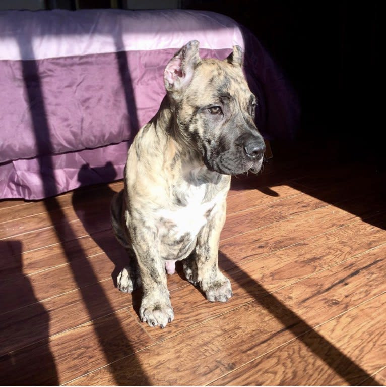 Koa, a Perro de Presa Canario tested with EmbarkVet.com