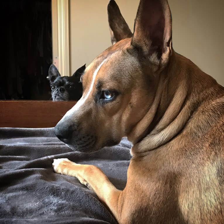 Sasha, an American Pit Bull Terrier and German Shepherd Dog mix tested with EmbarkVet.com