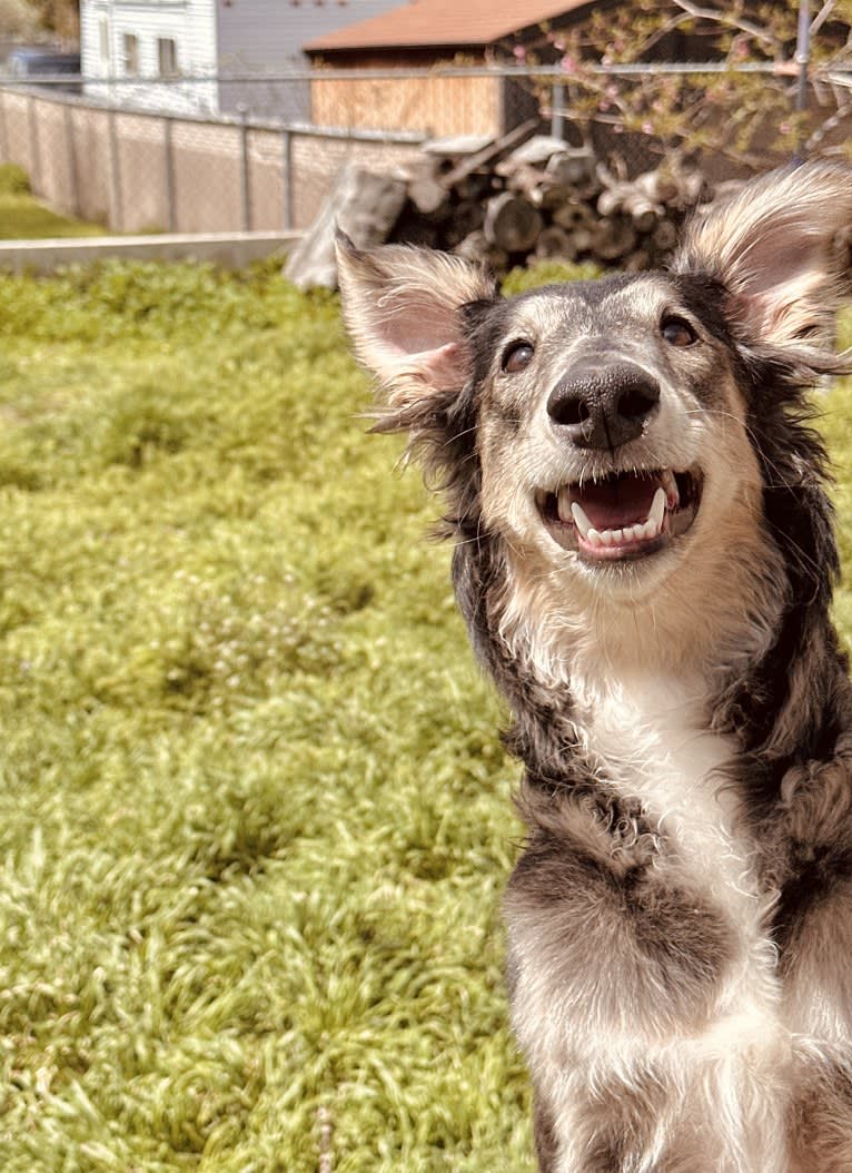 Pocus, a Silken Windhound tested with EmbarkVet.com
