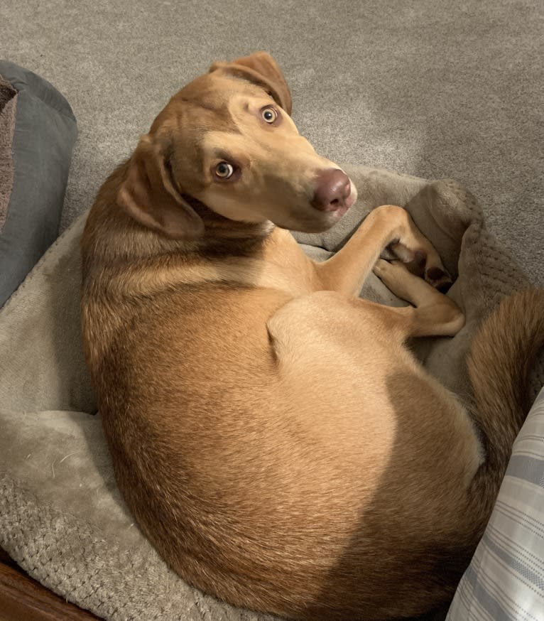 Oakley, an American Pit Bull Terrier and Chesapeake Bay Retriever mix tested with EmbarkVet.com