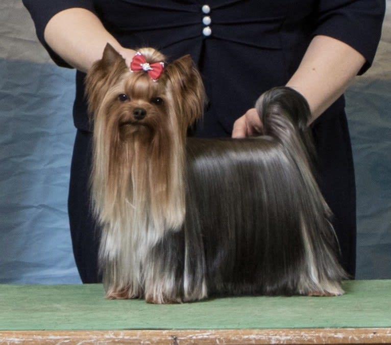 Yasha, a Yorkshire Terrier tested with EmbarkVet.com