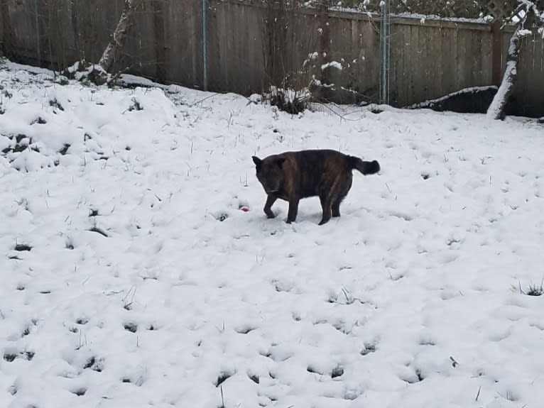 Enoch, an Alaskan Malamute and Mastiff mix tested with EmbarkVet.com