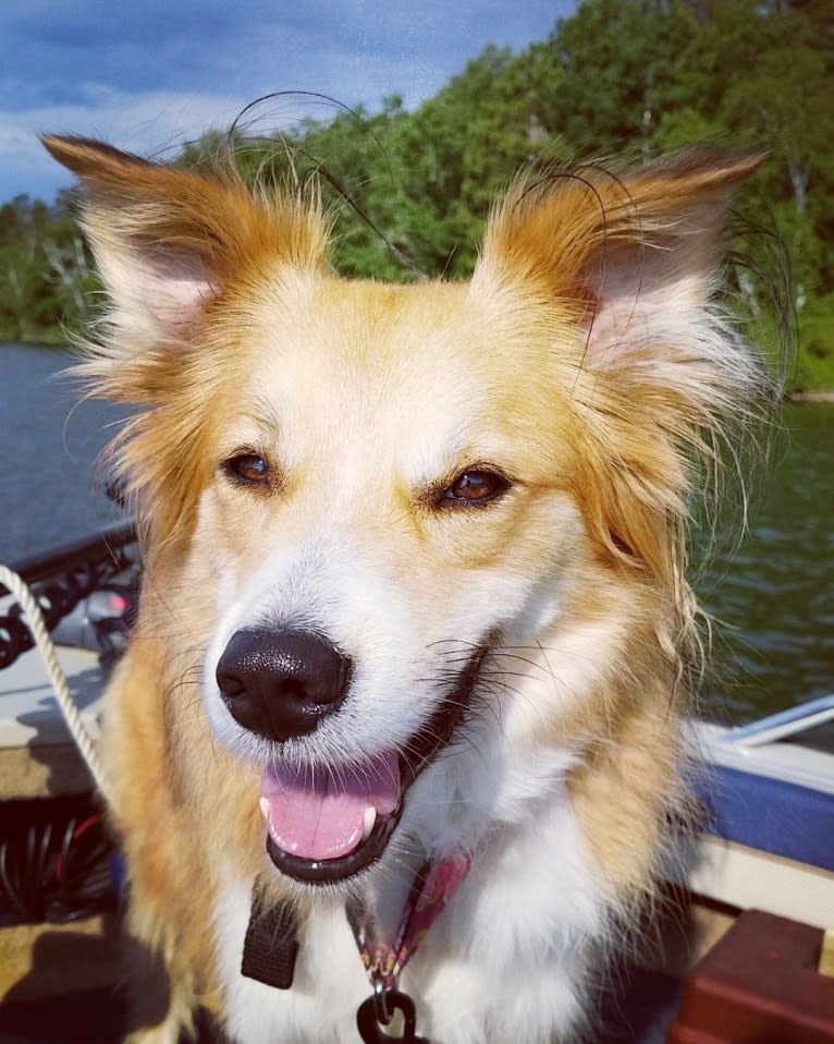 Nakia, an English Shepherd tested with EmbarkVet.com