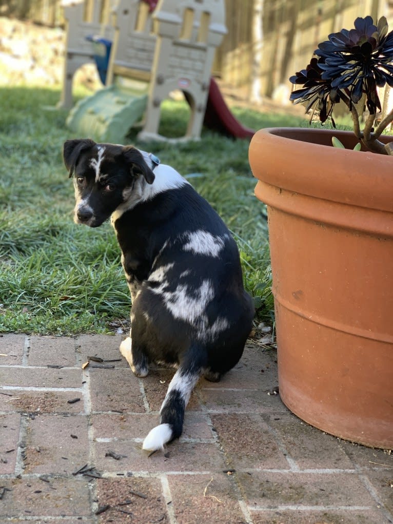 Bumblebea Arthur, an Australian Cattle Dog and American Pit Bull Terrier mix tested with EmbarkVet.com