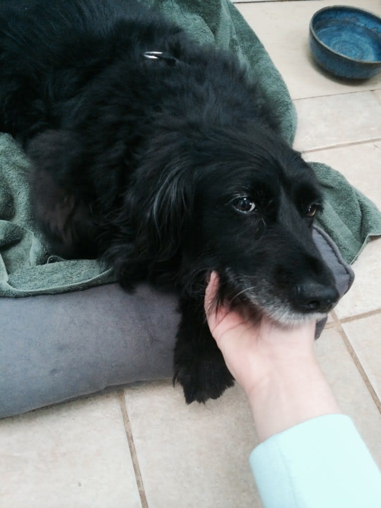 Apollo, a Poodle (Small) and Cocker Spaniel mix tested with EmbarkVet.com