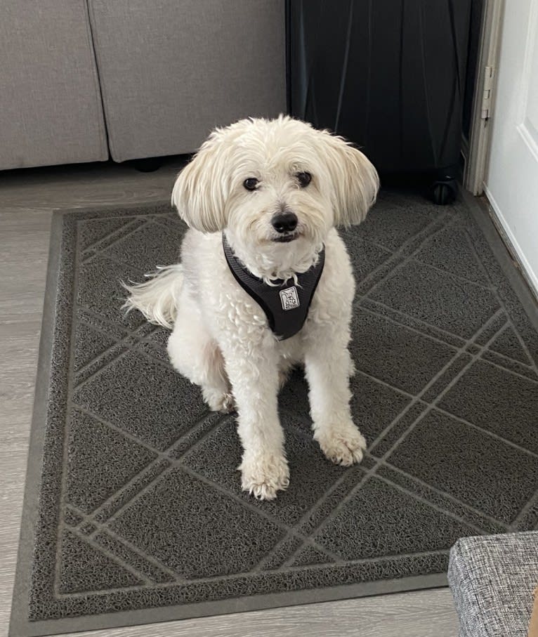 Jack, a Chinese Crested tested with EmbarkVet.com
